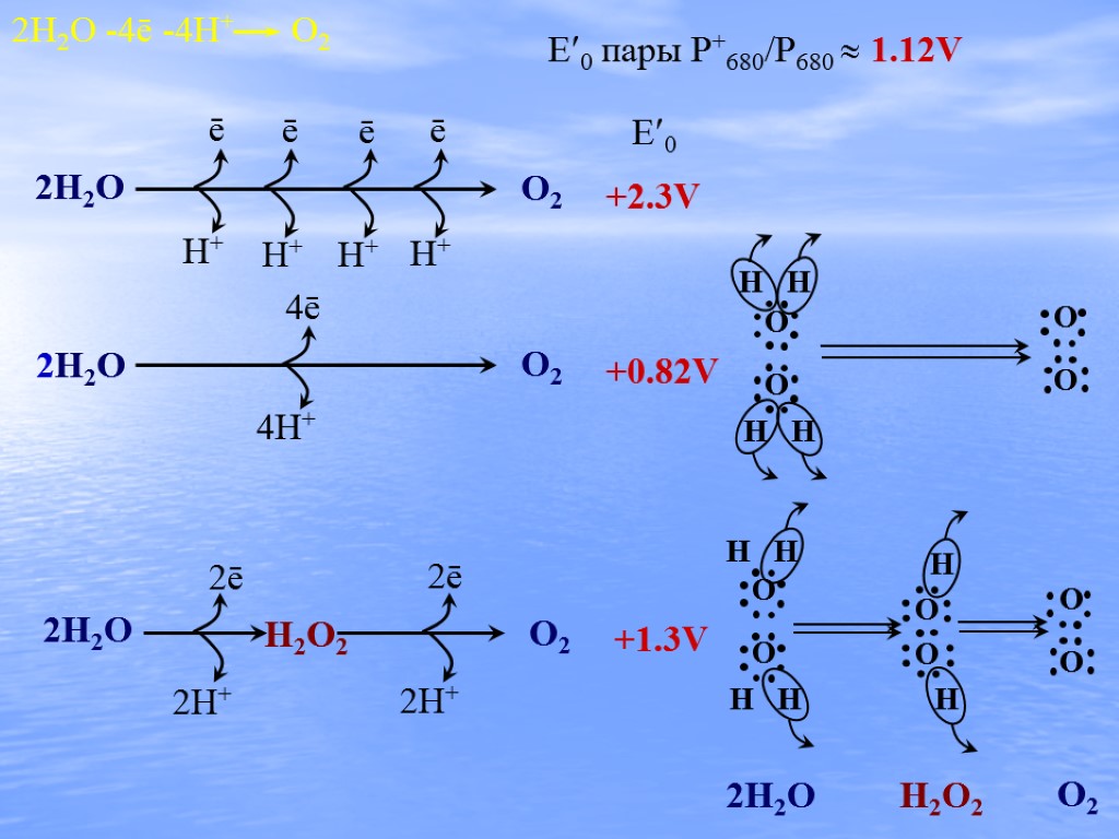 O2 +1.3V E0 пары P+680/P680  1.12V H H O O H H H